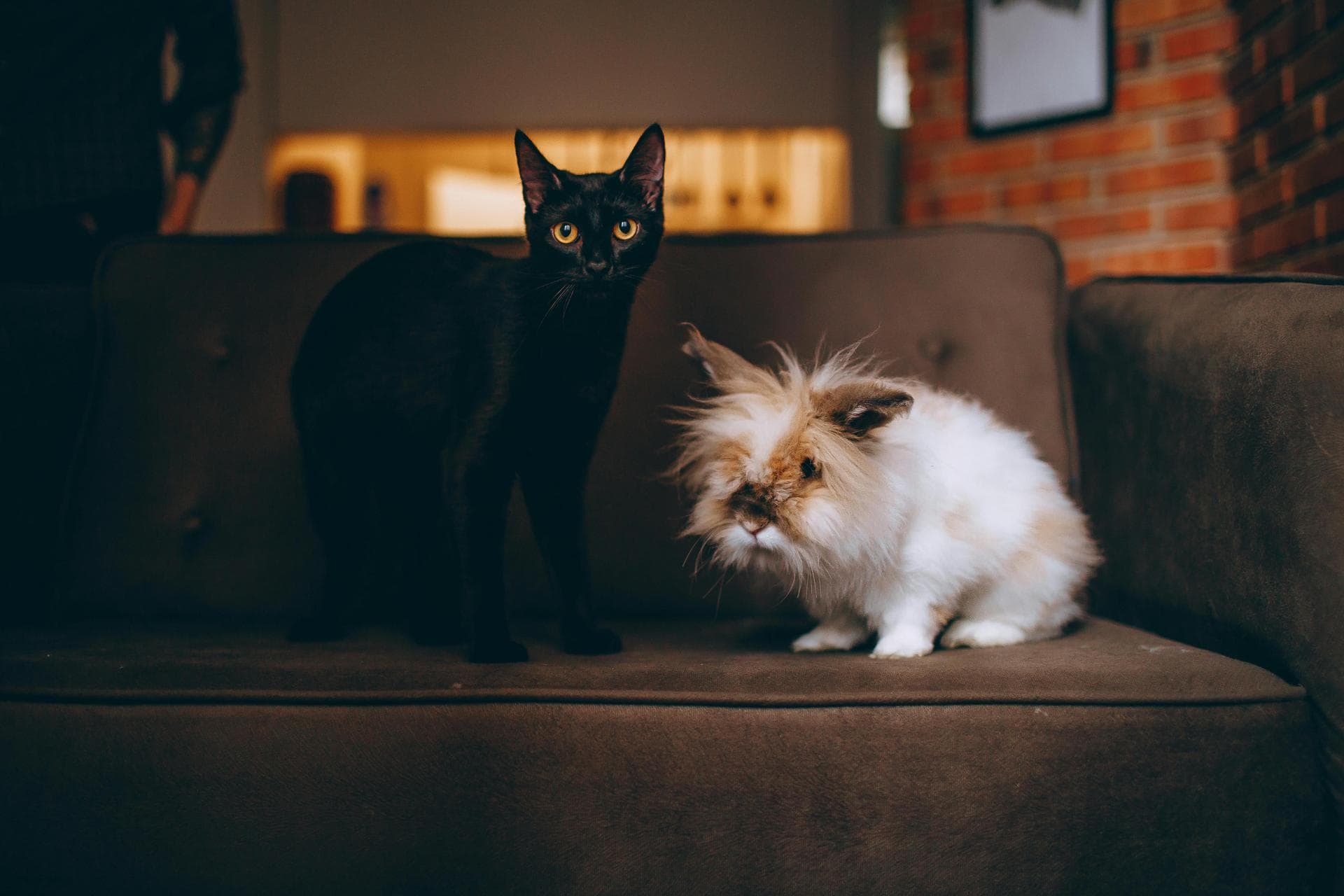 Dog & Cat Vets in Columbia